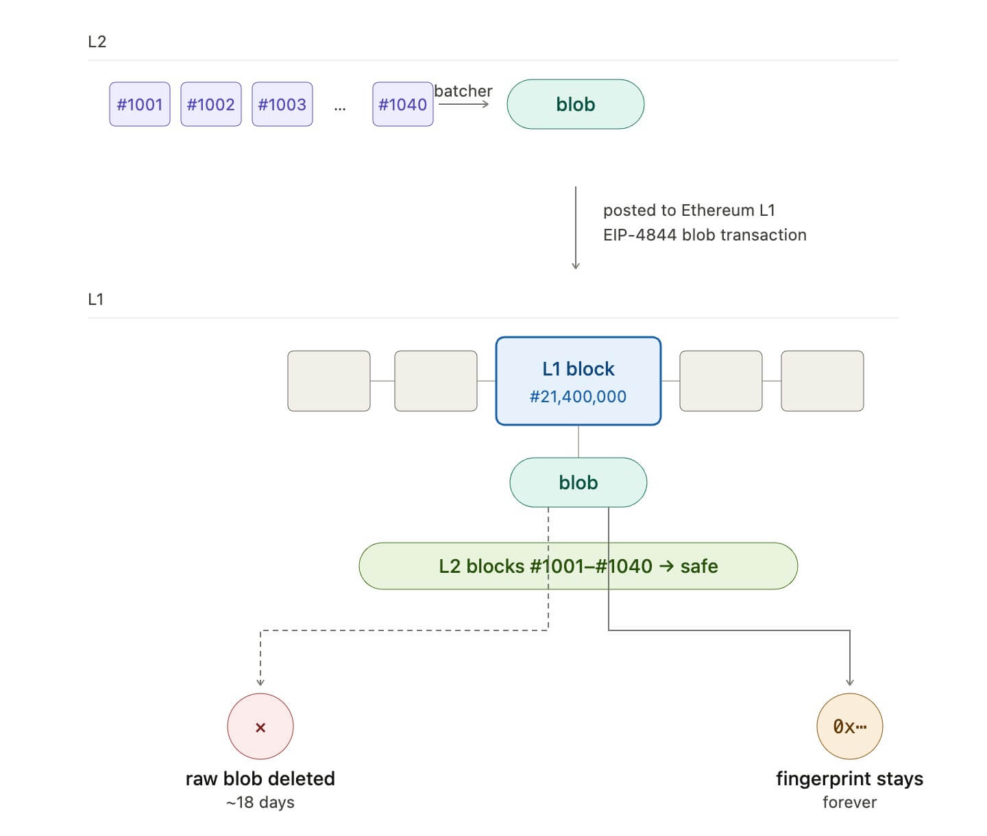 Base EIP-4844 batch posting — L2 blocks compressed to blob, posted to Ethereum L1, raw blob deleted after 18 days, fingerprint stays permanently